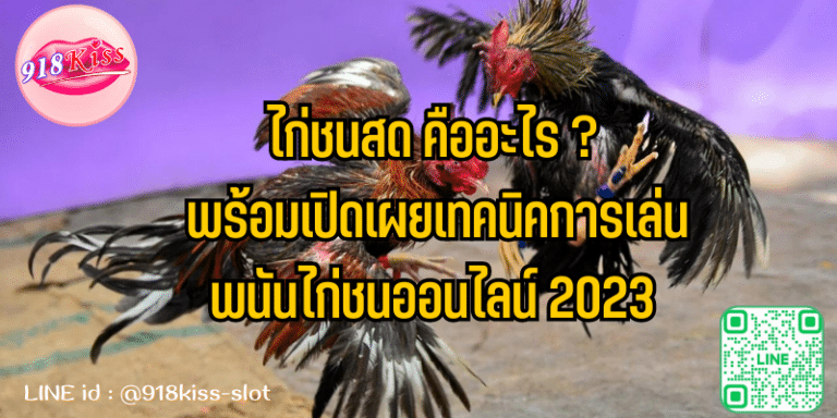 ไก่ชนสด